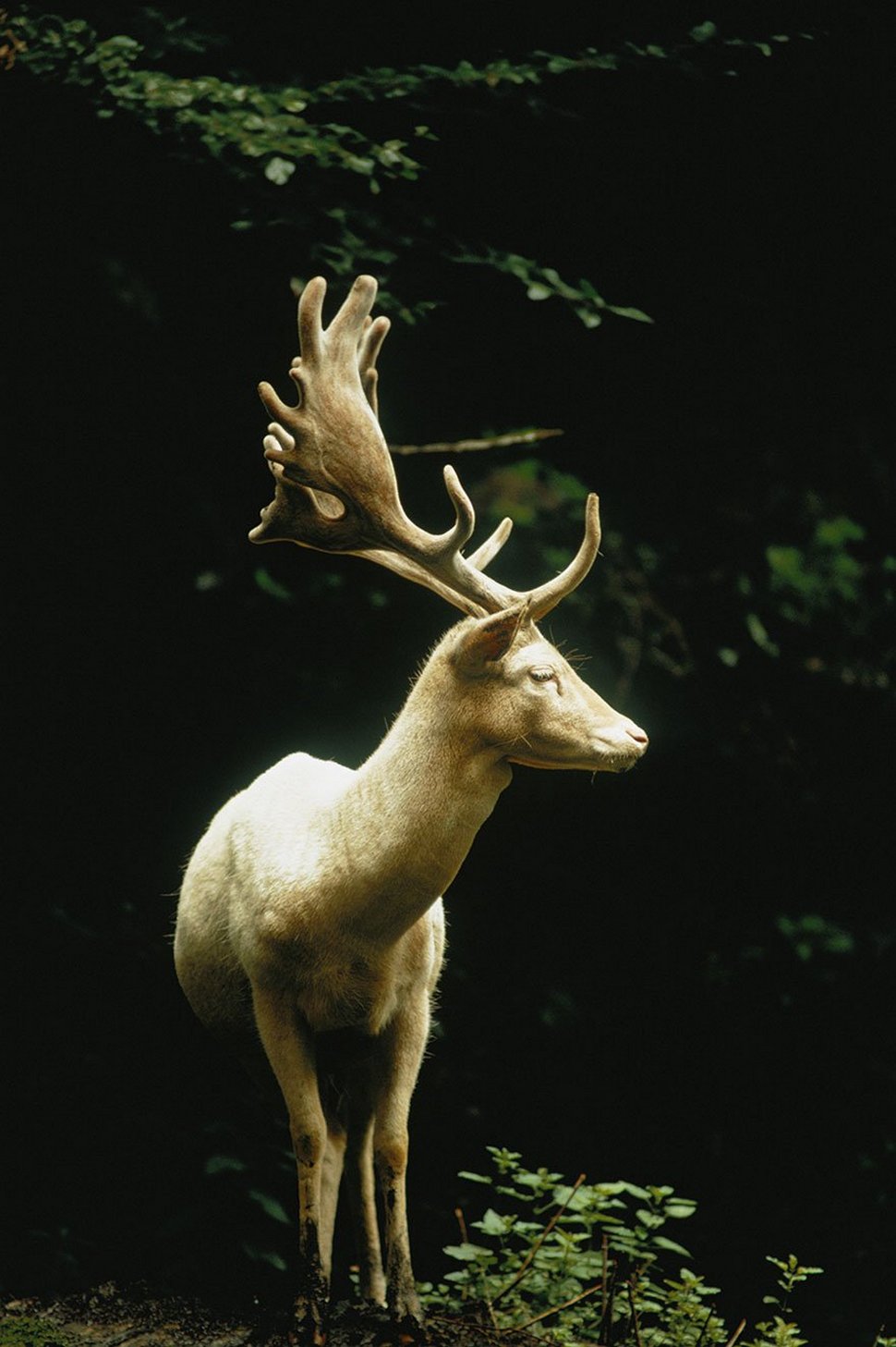 25 photos inédites des archives du National Geographic ! Par Janvier Doyon Photos-archives-national-geographic-02