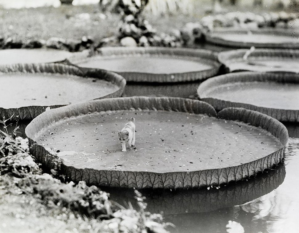 25 photos inédites des archives du National Geographic ! Par Janvier Doyon Photos-archives-national-geographic-04