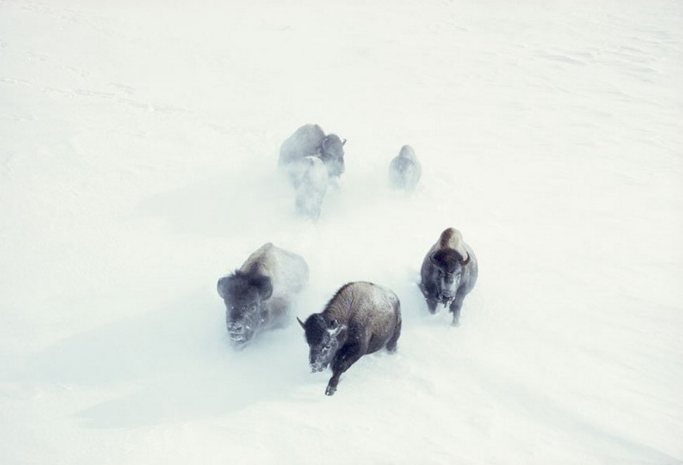 25 photos inédites des archives du National Geographic ! Par Janvier Doyon Photos-archives-national-geographic-10