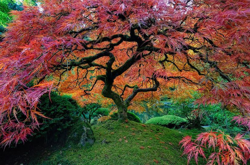 16 arbres les plus magnifiques au monde
