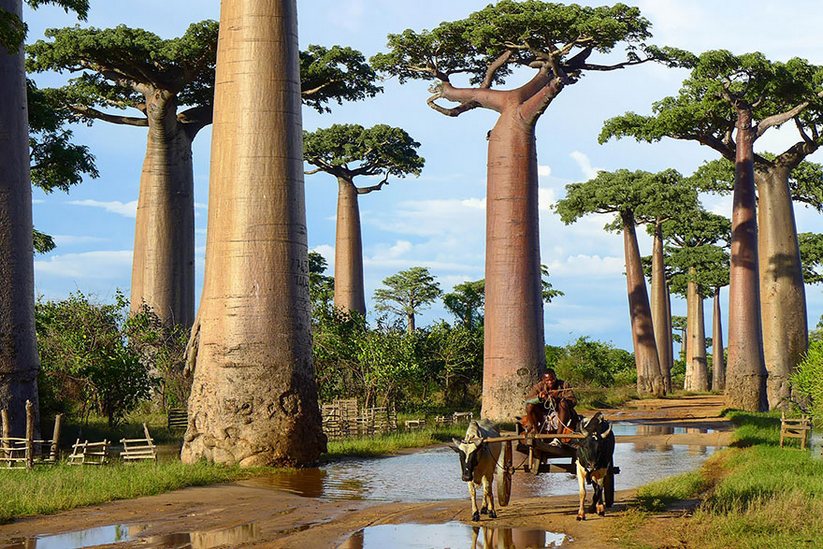16 arbres les plus magnifiques au monde