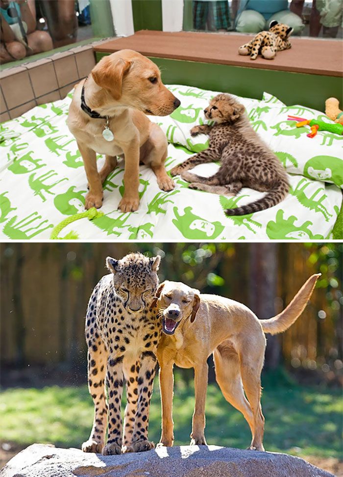 20 photos avant et après d’animaux qui grandissent ensemble