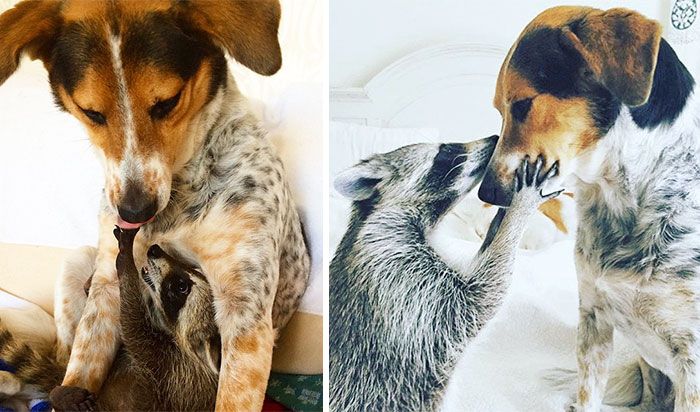 20 photos avant et après d’animaux qui grandissent ensemble