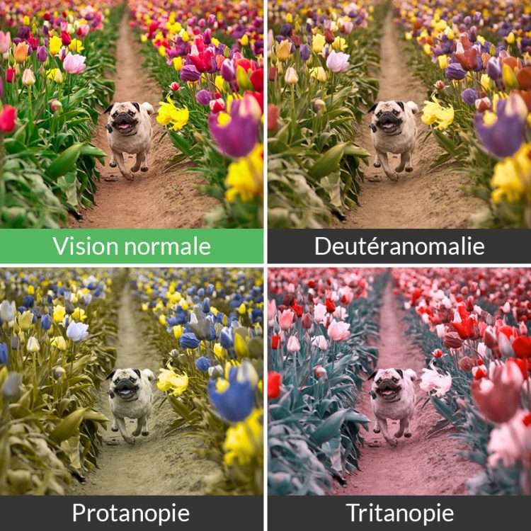 Voici comment les daltoniens voient le monde ipnoze