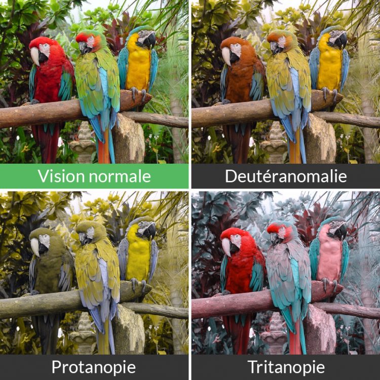 Voici comment les daltoniens voient le monde ipnoze