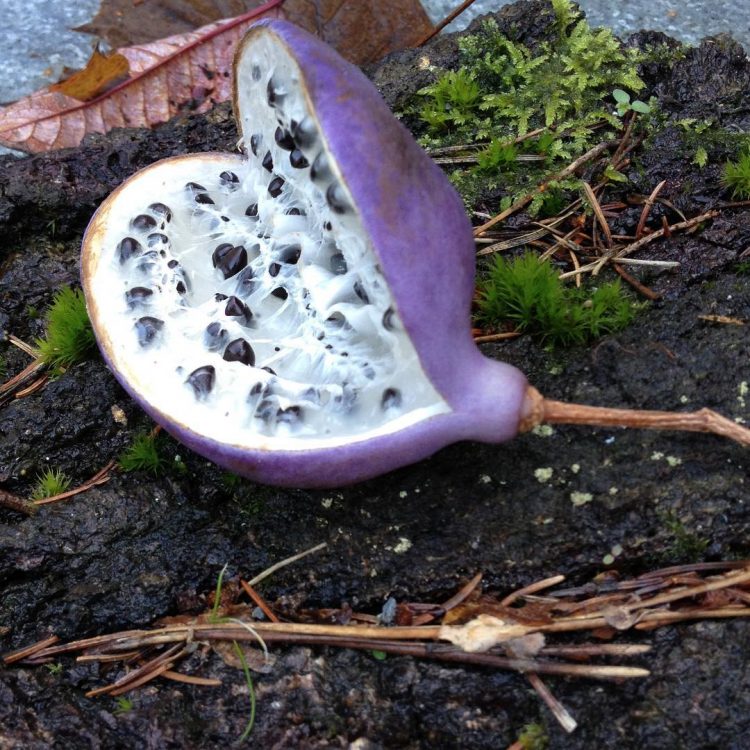 20 fruits exotiques les plus rares dont vous n’avez jamais entendu parler