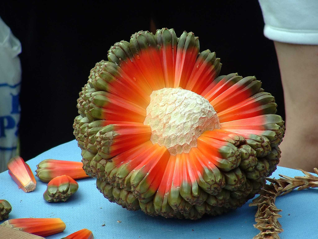 20 fruits exotiques les plus rares dont vous n’avez jamais entendu parler
