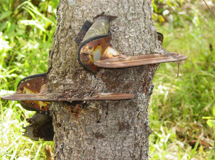 30 arbres redoutables qui refusent de mourir, peu importe la difficulté du combat