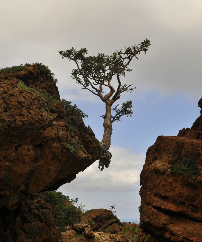 30 arbres redoutables qui refusent de mourir, peu importe la difficulté du combat