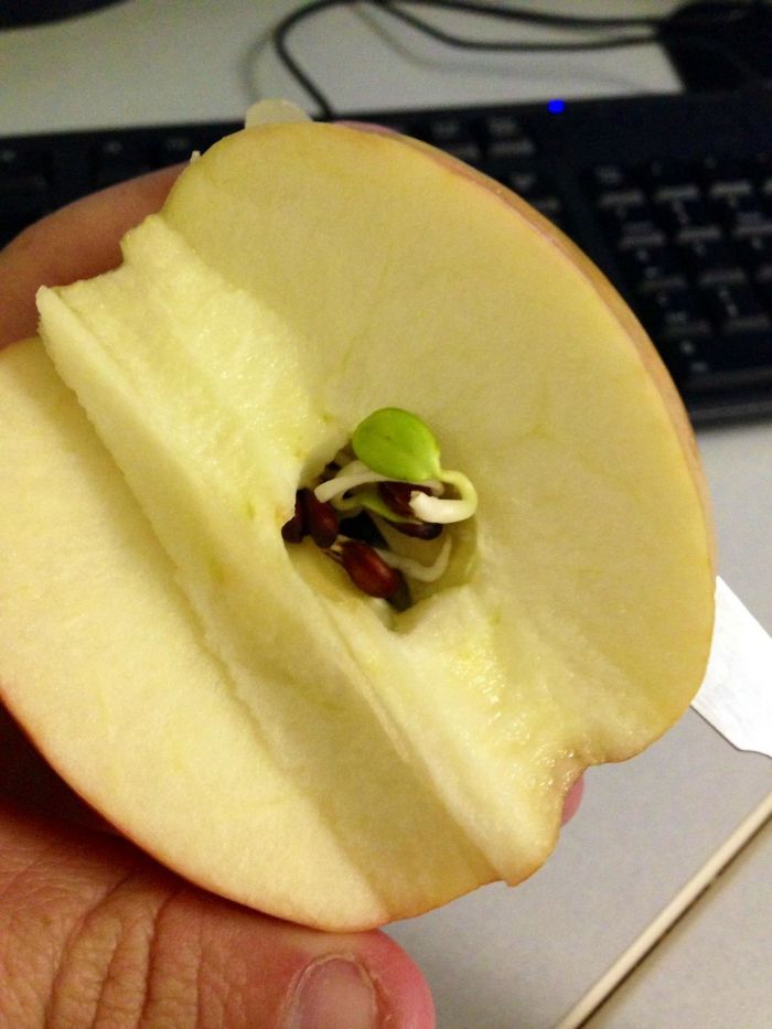 17 photos terrifiantes qui montrent ce qui arrive quand des fruits et légumes germent prématurément