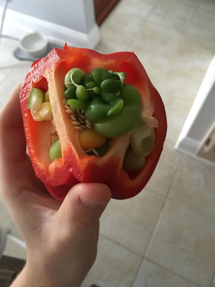 17 photos terrifiantes qui montrent ce qui arrive quand des fruits et légumes germent prématurément