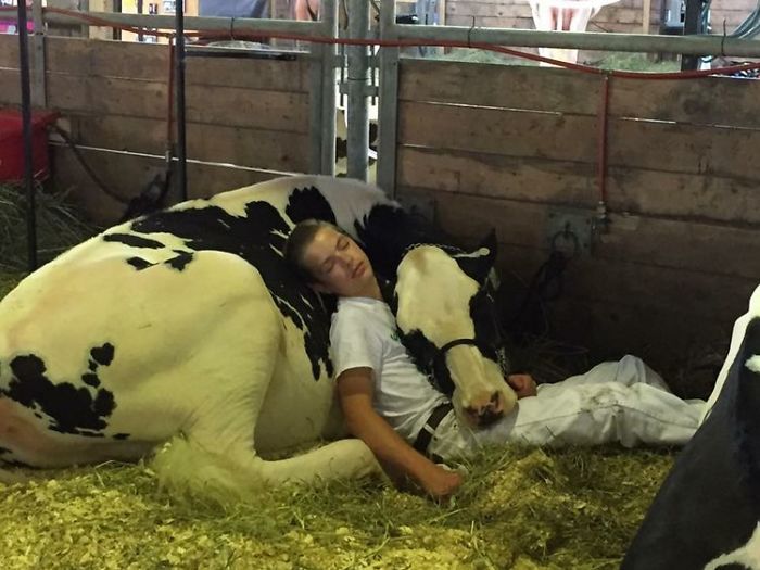 Un garçon épuisé et sa vache perdent un concours, s’endorment et font fondre le coeur des internautes