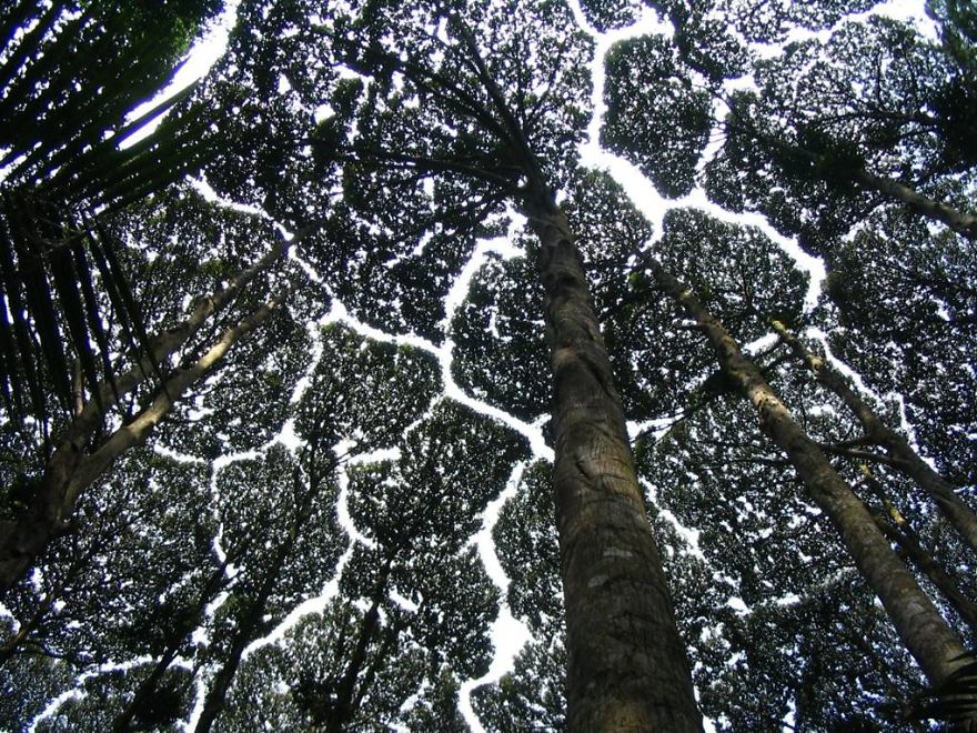 27 exemples invraisemblables de « timidité », un phénomène par lequel les arbres évitent de se toucher