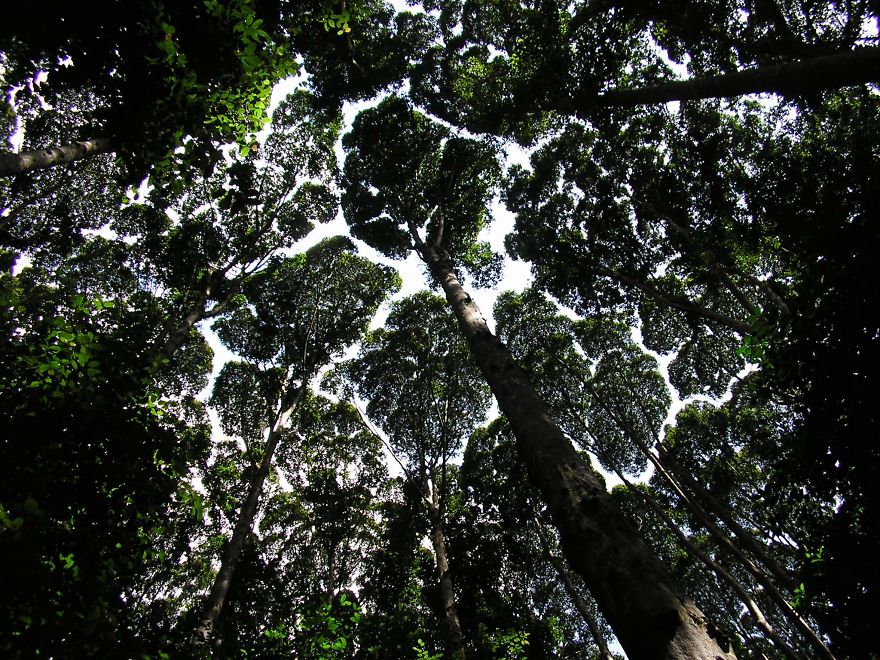 27 exemples invraisemblables de « timidité », un phénomène par lequel les arbres évitent de se toucher