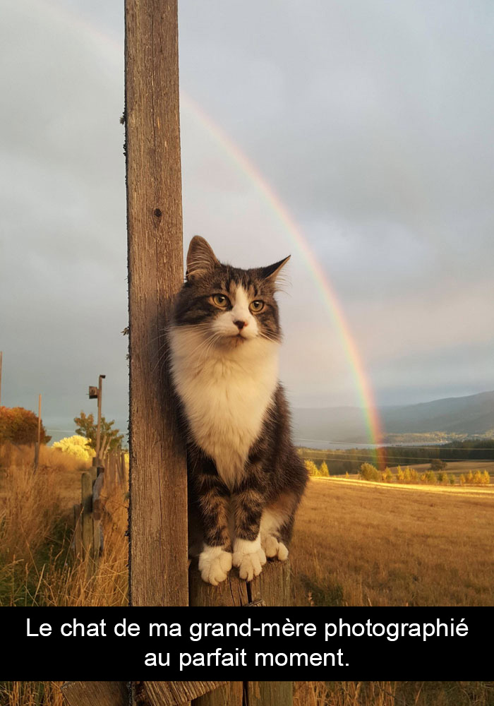 30 photos de chats avec des légendes hilarantes (nouvelles images)