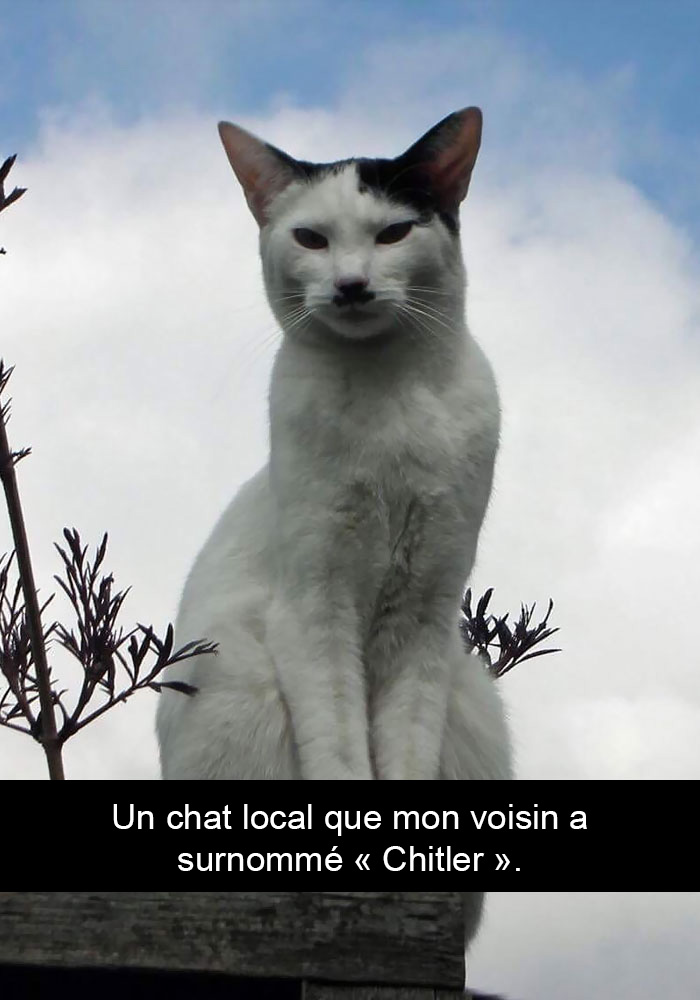 30 photos de chats avec des légendes hilarantes (nouvelles images)
