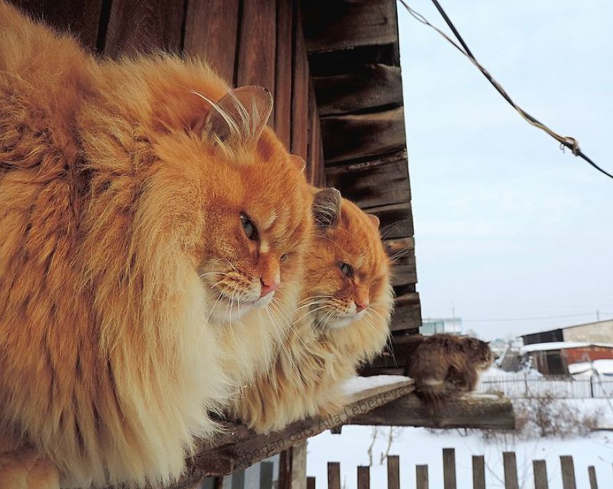 Des chats sibériens ont complètement envahi la terre de ce fermier et ils sont tout simplement majestueux