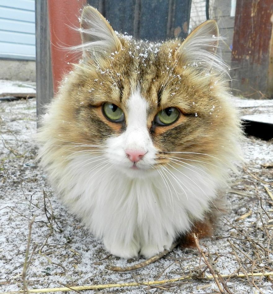 Des chats sibériens ont complètement envahi la terre de ce fermier et ils sont tout simplement majestueux