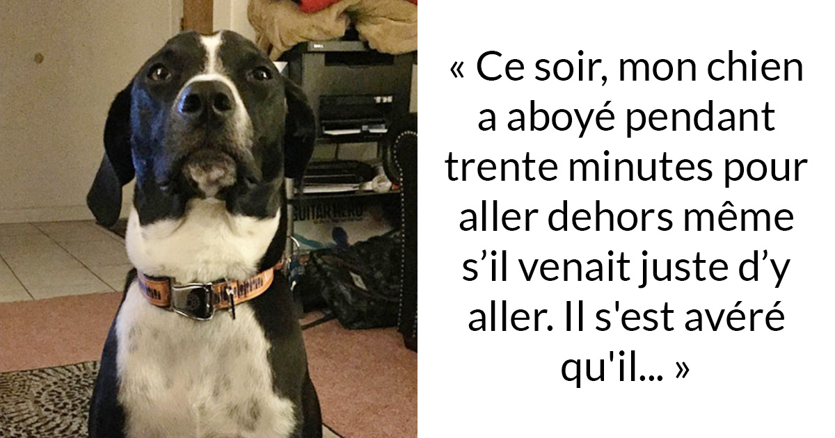 20 fois où des chiens ont surpris leurs humains par leurs actes héroïques incroyables