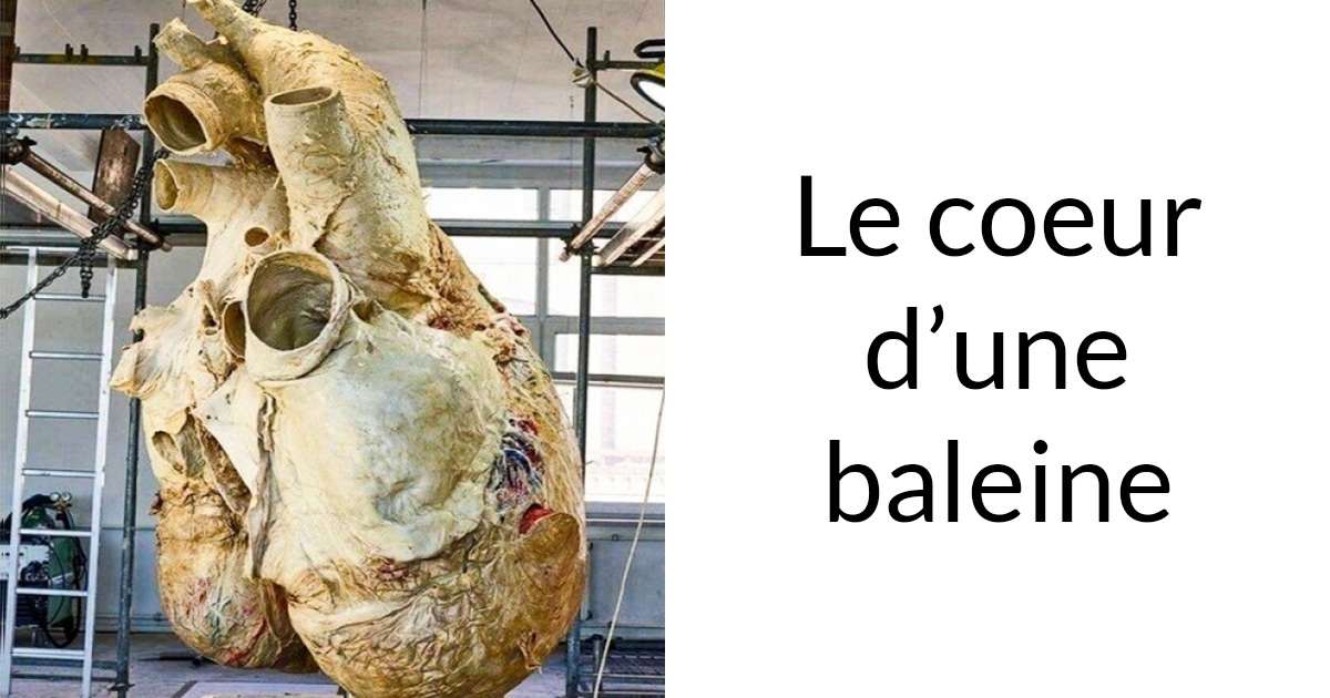 25 photos de choses réelles qu’il serait pratiquement impossible de s’imaginer