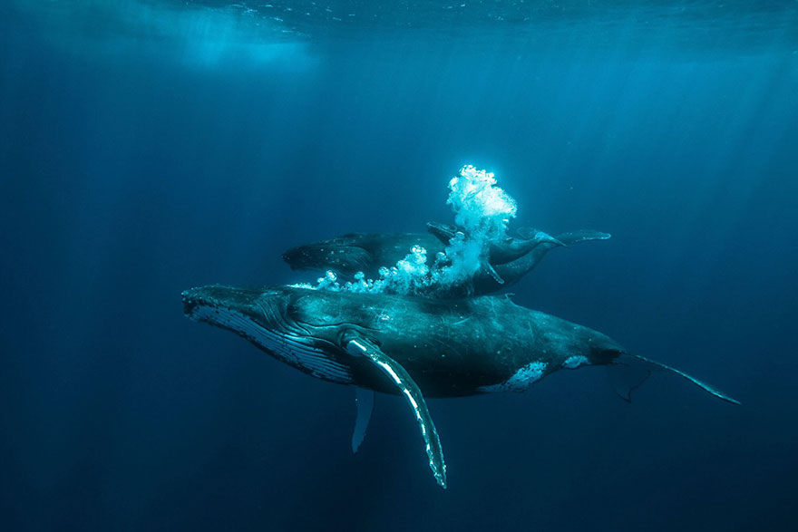 Voici les 11 photographes qui ont remporté un prestigieux Hasselblad Masters Award en 2018