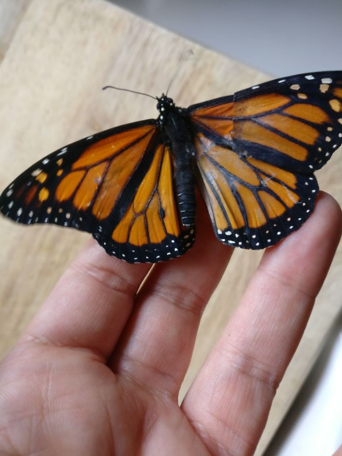 Une femme opère un papillon monarque avec une aile brisée et le lendemain il réussit à s’envoler