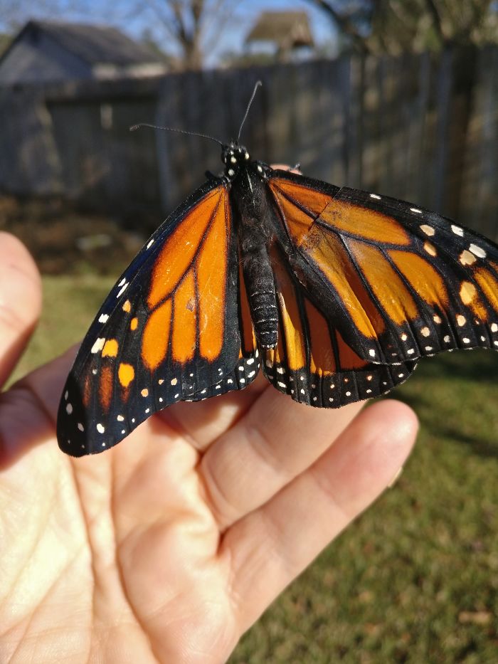 Une femme opère un papillon monarque avec une aile brisée et le lendemain il réussit à s&#8217;envoler