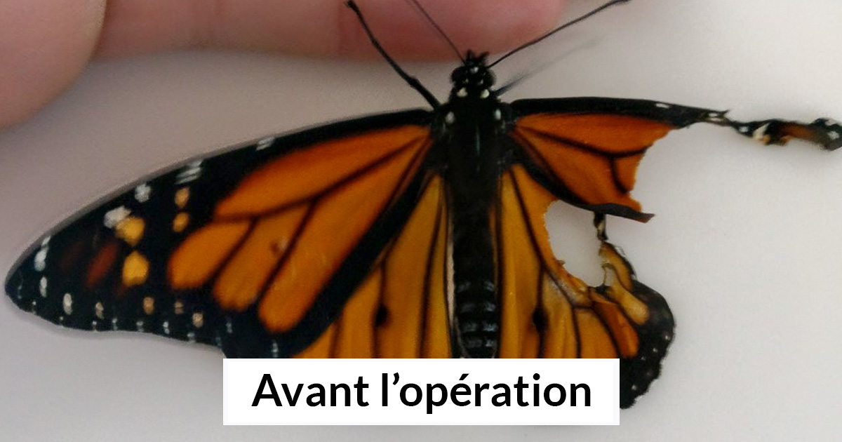 Une femme opère un papillon monarque avec une aile brisée et le lendemain il réussit à s’envoler