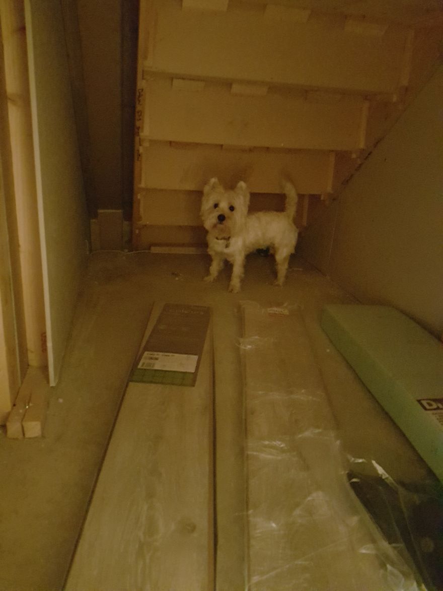 Notre chienne allait avoir une soeur humaine, alors je lui ai construit une pièce sous l’escalier – ça s’est avéré mieux que prévu