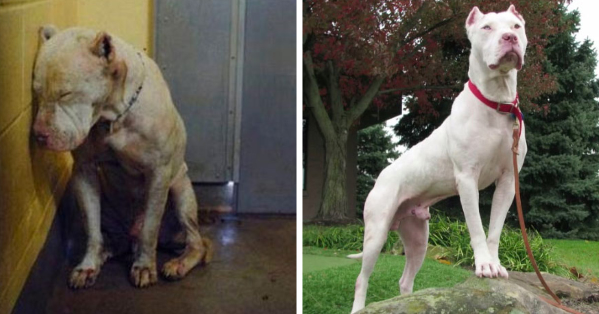 20 photos de chiens avant et après l’adoption qui vont te réchauffer le coeur
