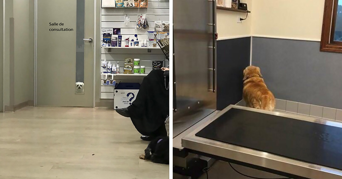 20 fois hilarantes où des chiens ont réalisé qu’ils allaient chez le vétérinaire et non au parc