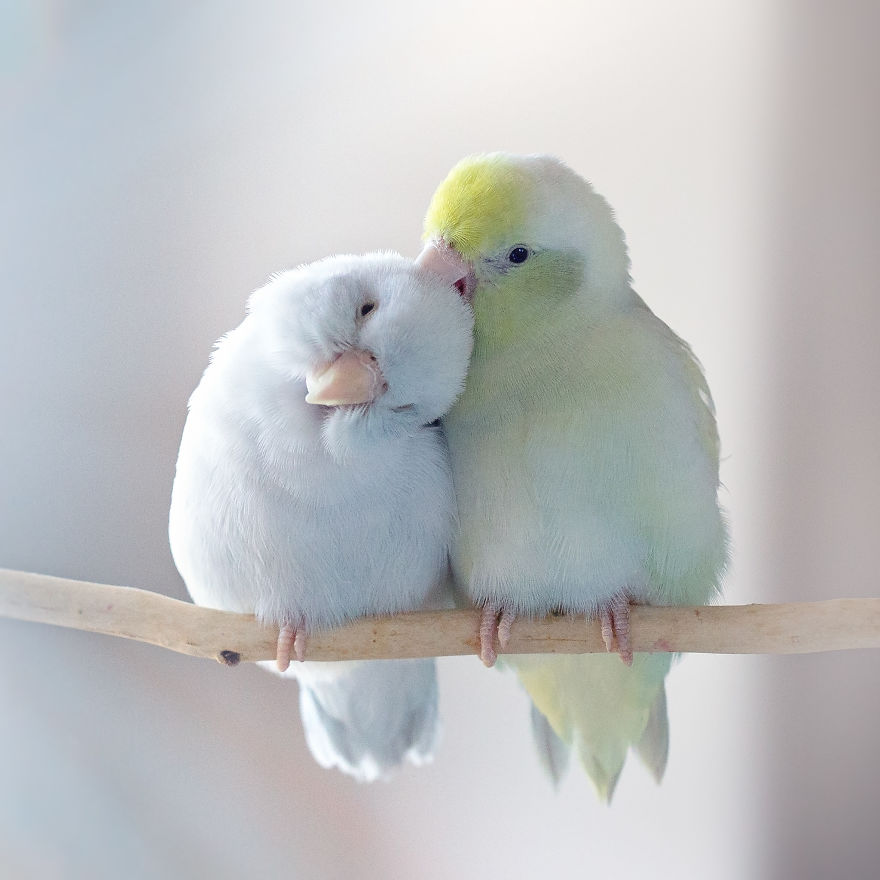 Je photographie l’histoire d’amour entre mes touis pastels, et le résultat fera fondre ton coeur