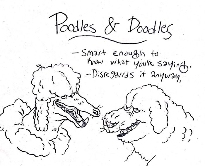 Ce guide hilarant sur les races de chiens va vous aider à choisir votre prochain toutou
