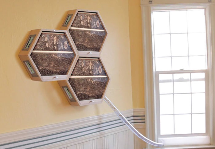 Cette entreprise géniale installe des ruches d’abeilles dans votre salon, et voici comment ça fonctionne