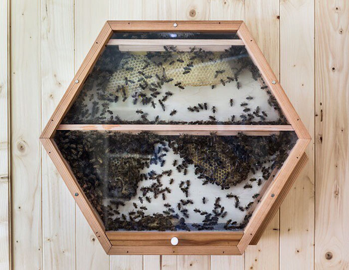Cette entreprise géniale installe des ruches d’abeilles dans votre salon, et voici comment ça fonctionne