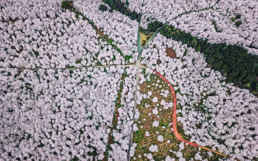 Les cerisiers viennent juste de fleurir en Chine et c’est probablement l’un des spectacles les plus incroyables de la planète