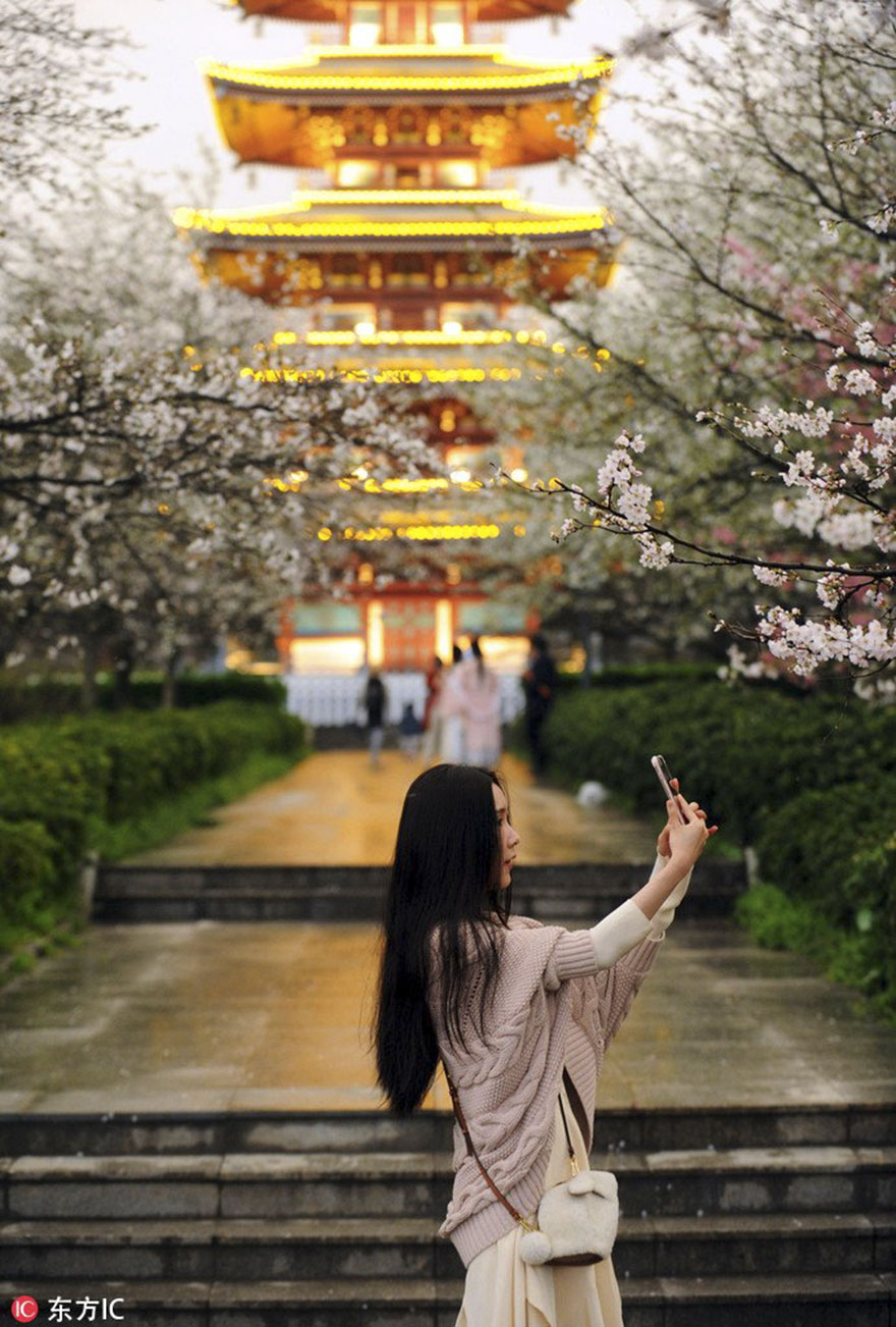 Les cerisiers viennent juste de fleurir en Chine et c’est probablement l’un des spectacles les plus incroyables de la planète