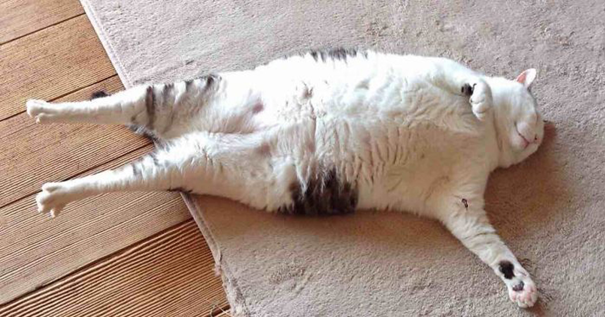 Des Gens Publient Des Photos De Leurs Chats Qui S Etirent Et C Est A Mourir De Rire 30 Photos Ipnoze