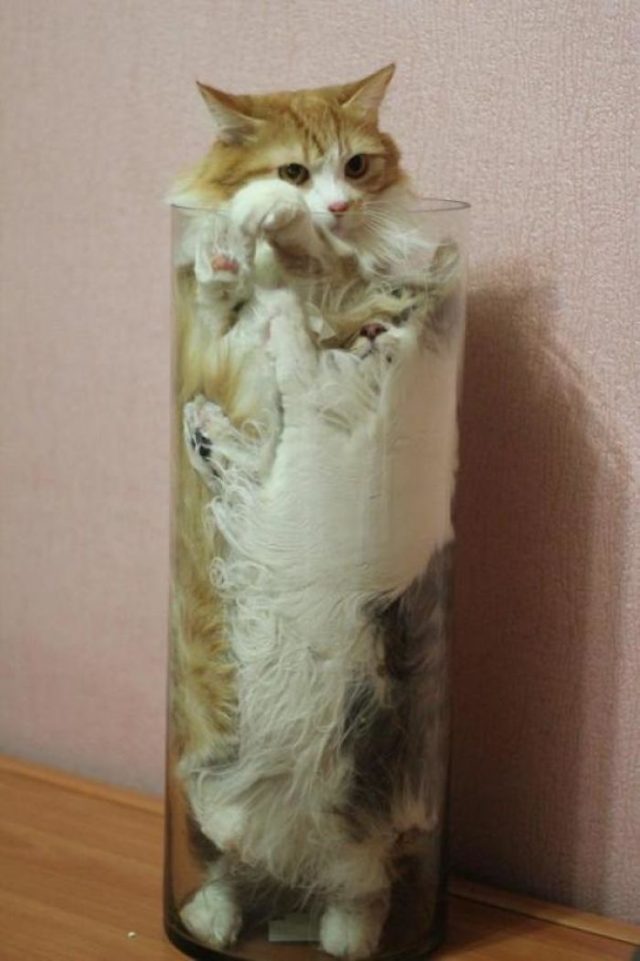 20 photos hilarantes qui prouvent que les chats sont des liquides