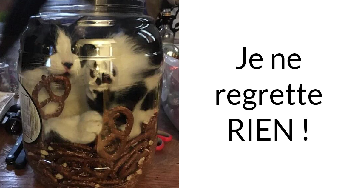 20 photos hilarantes qui prouvent que les chats sont des liquides