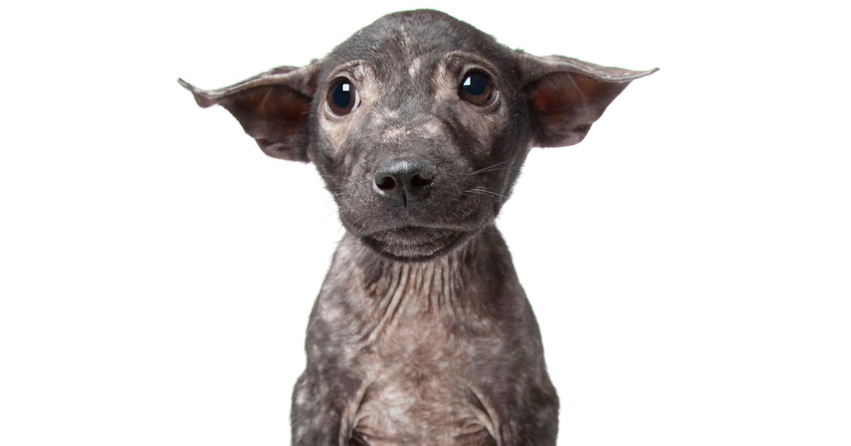 Un photographe prend des portraits de chiens qui sont parfaitement imparfaits
