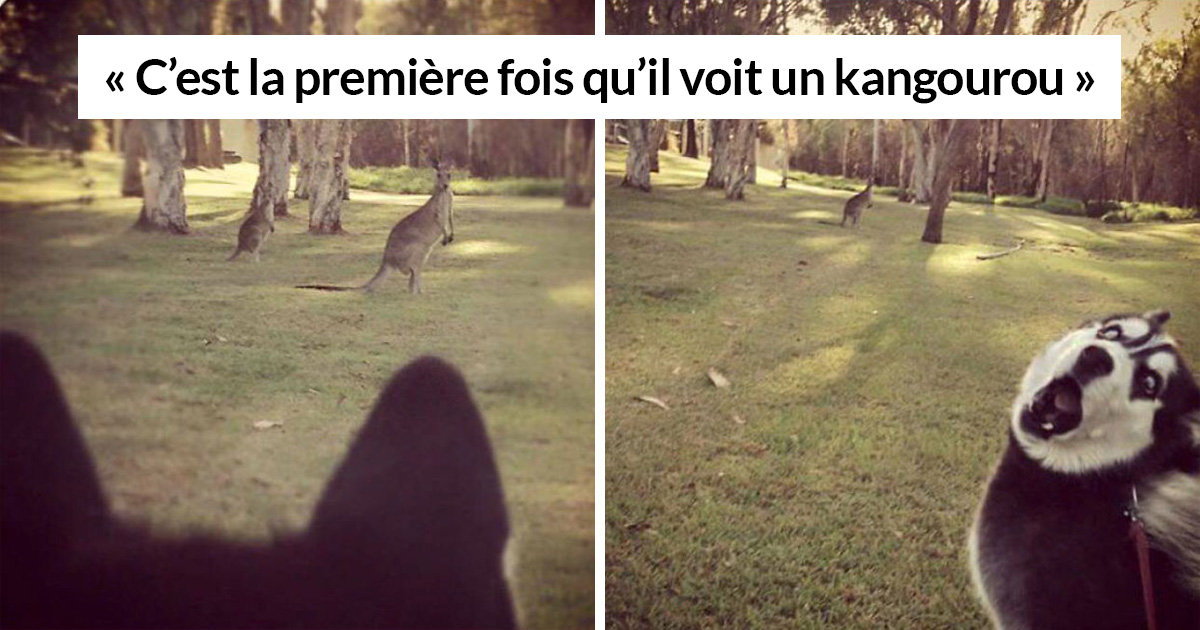 27 photos hilarantes qui prouvent que les huskies sont les chiens les plus bizarres du monde