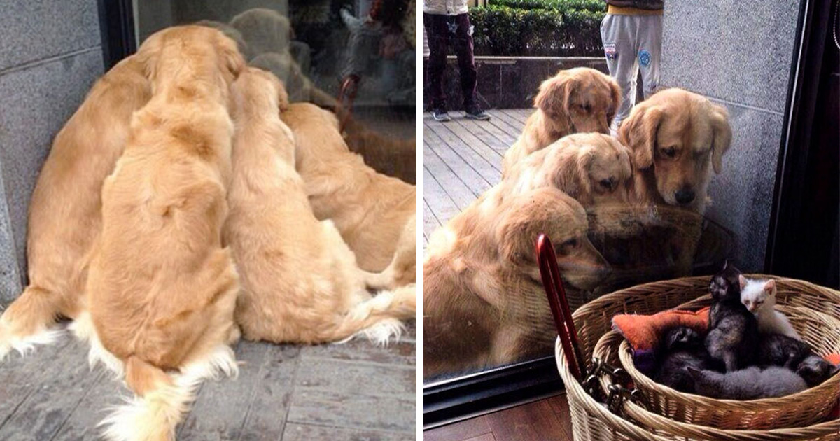 20 fois où les golden retrievers et les labradors ont prouvé qu’ils sont les meilleurs chiens du monde