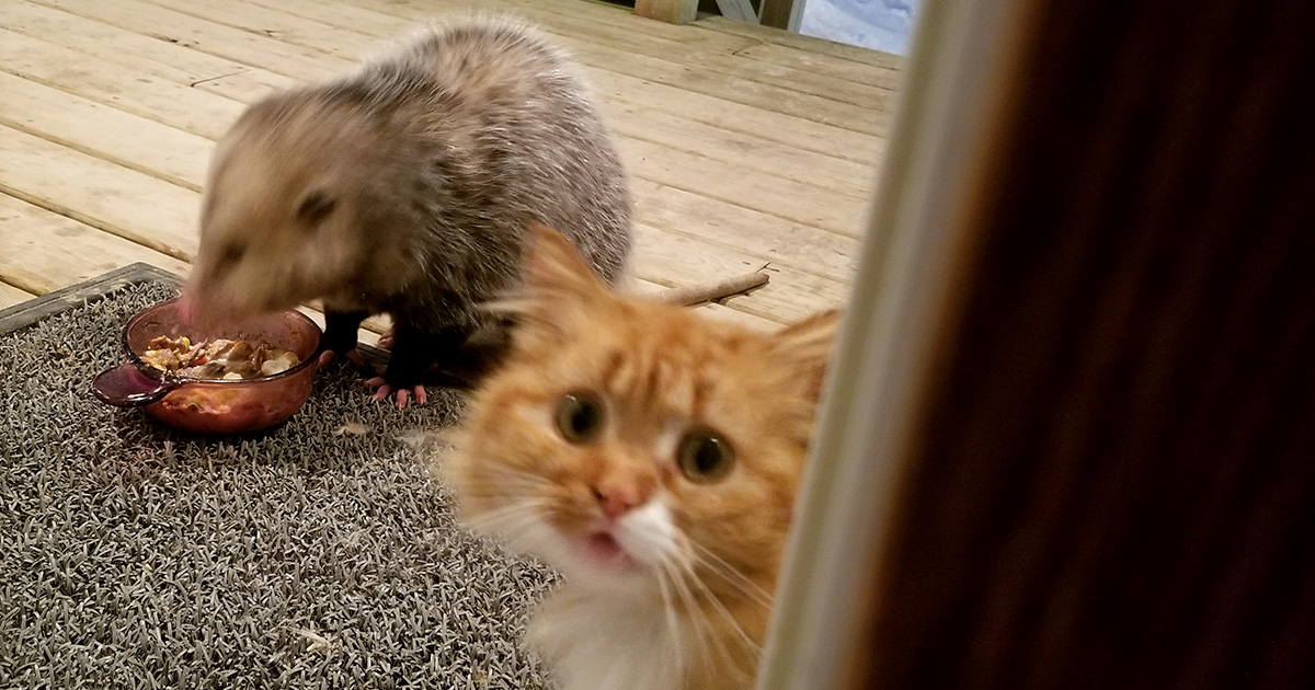 La Réaction De Ce Chat Qui Se Fait Voler Sa Bouffe Par Un