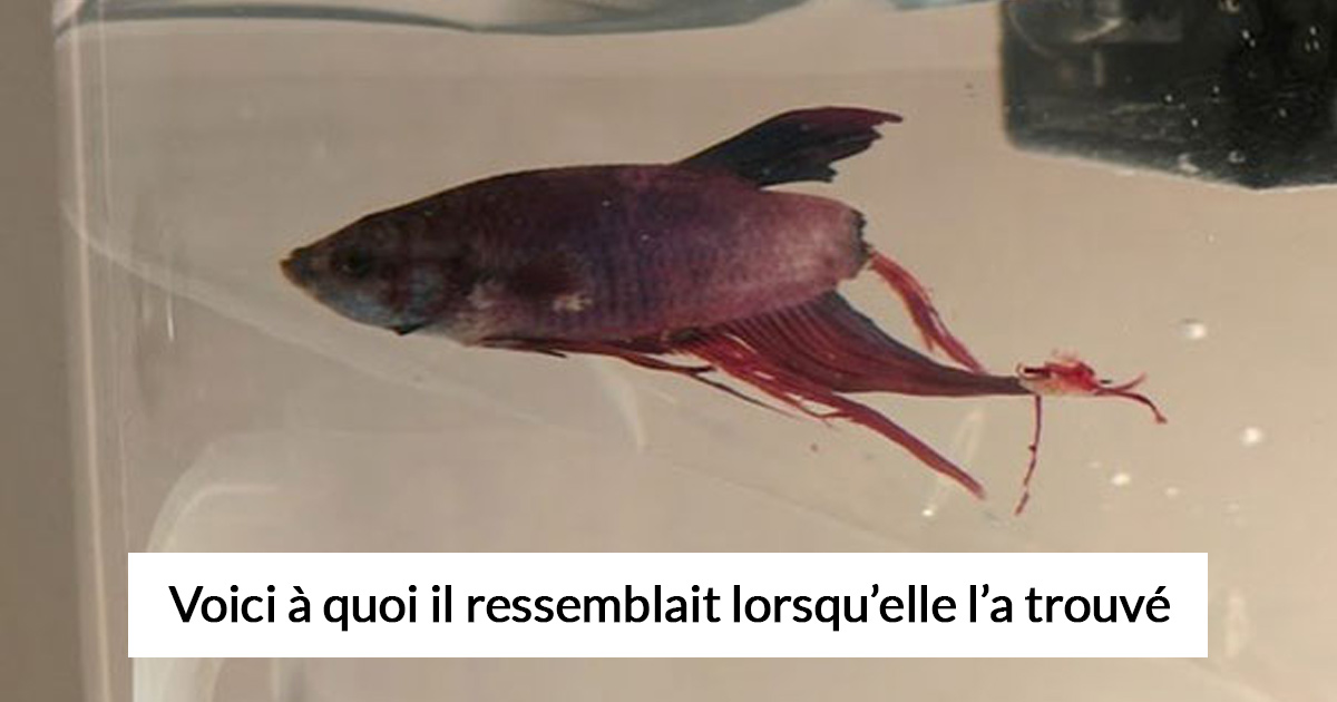 Cette femme a acheté un poisson en très mauvais état chez Walmart et elle ne pouvait pas en croire ses yeux 4 semaines plus tard