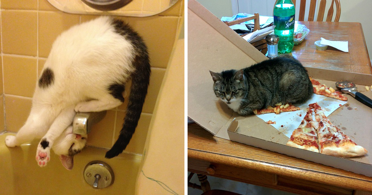 30 photos de chats et chiens qui vont vous faire oublier tous vos problèmes
