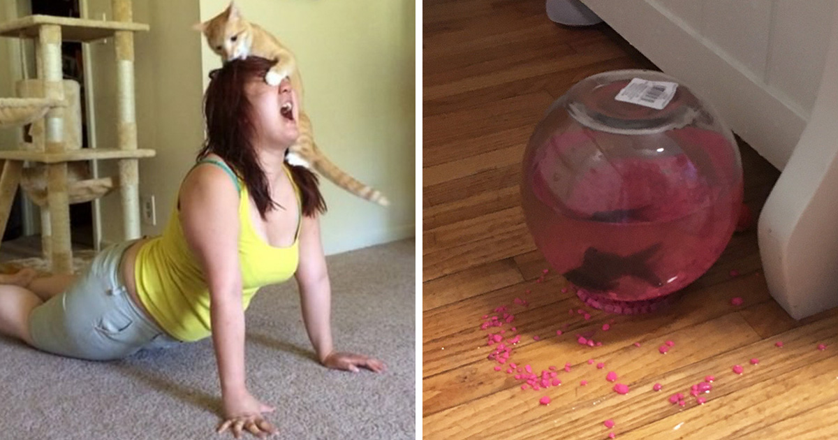 30 photos hilarantes qui prouvent que les chats sont de vrais petits démons