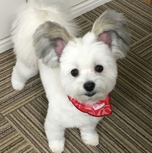 Comment S'appelle Le Chien De Mickey Les internautes sont obsédés par ce chien avec des oreilles de Mickey
