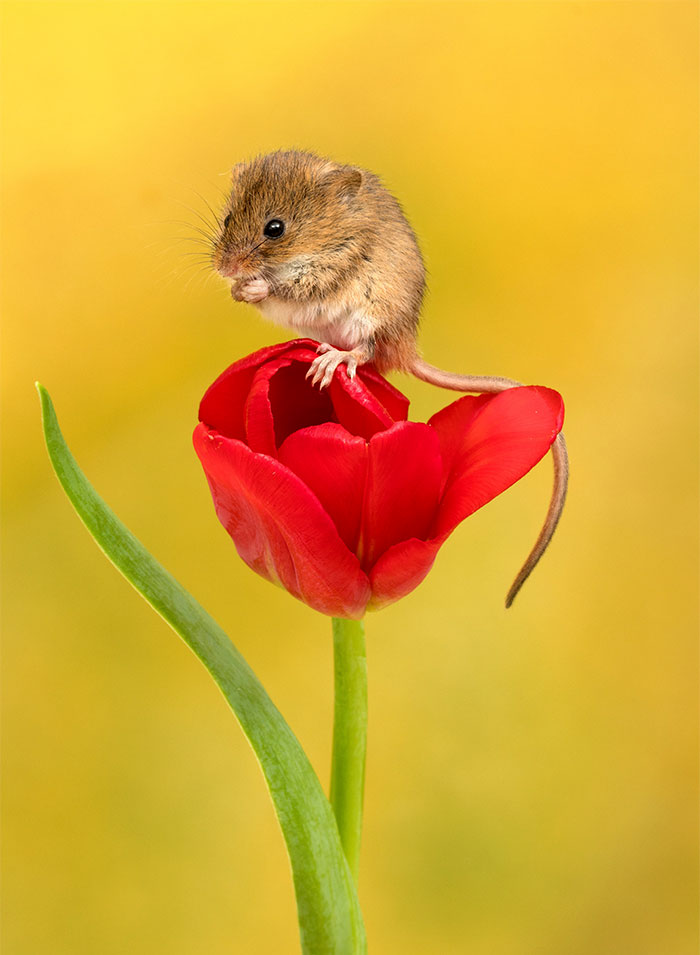 Un photographe marche doucement parmi les tulipes pour photographier des souris des moissons et le résultat va égayer votre journée