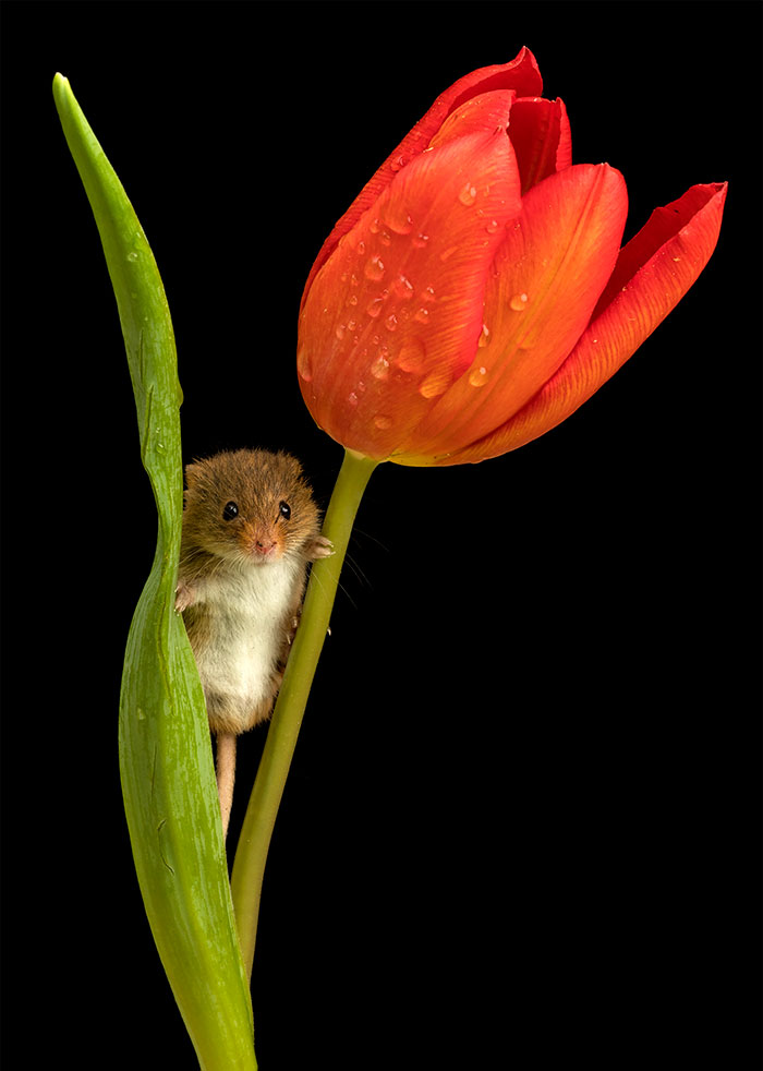 Un photographe marche doucement parmi les tulipes pour photographier des souris des moissons et le résultat va égayer votre journée